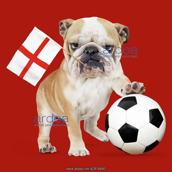 : Bulldog with football & England flag Digital Manipulation : Bulldog with football & England flag Digital Manipulation