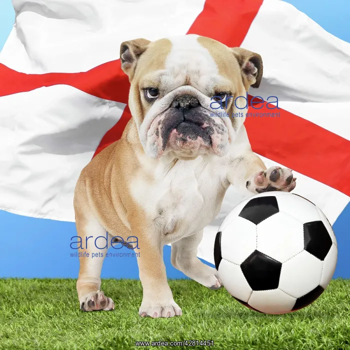 : Bulldog with football & England flag Digital Manipulation : Bulldog with football & England flag Digital Manipulation