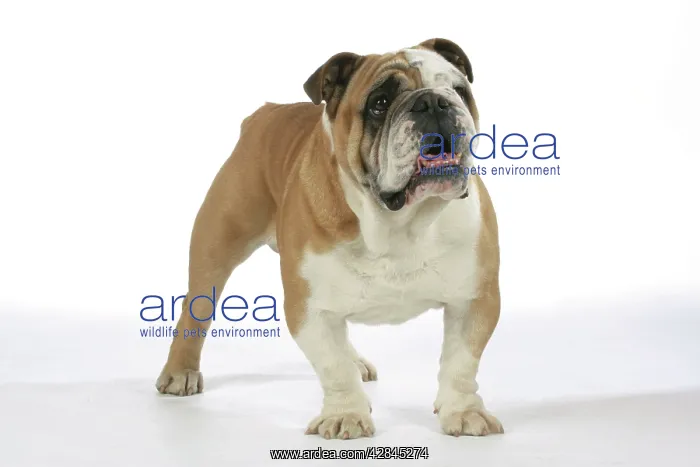  : Bulldog - male