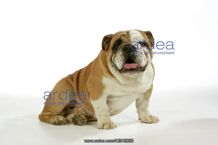 : Bulldog - male : Bulldog - male