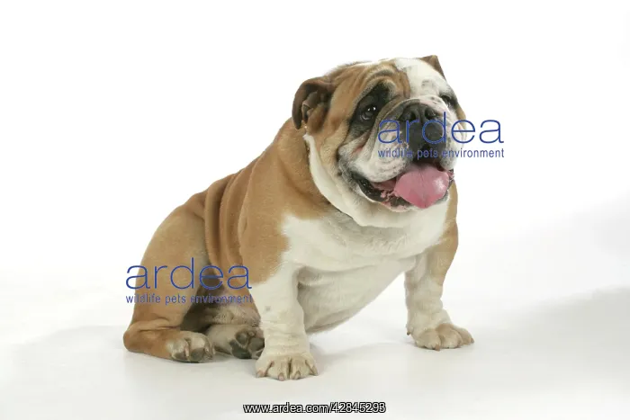  : Bulldog - male
