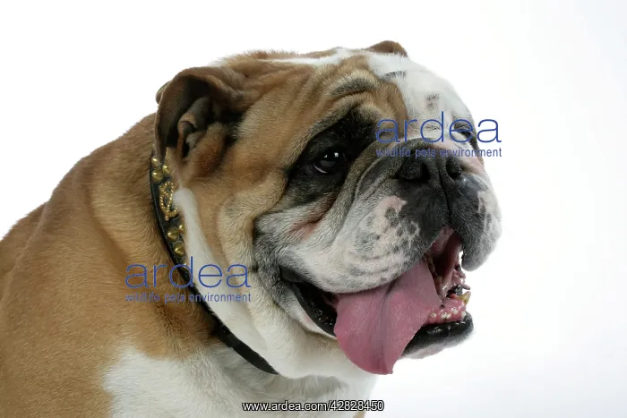  : Bulldog - male panting