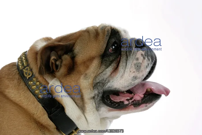  : Bulldog - male panting