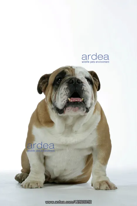  : Bulldog - male sitting down