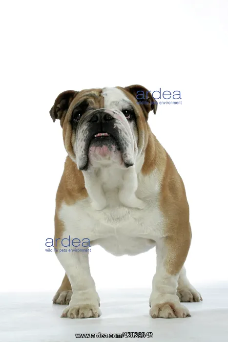  : Bulldog - male standing up