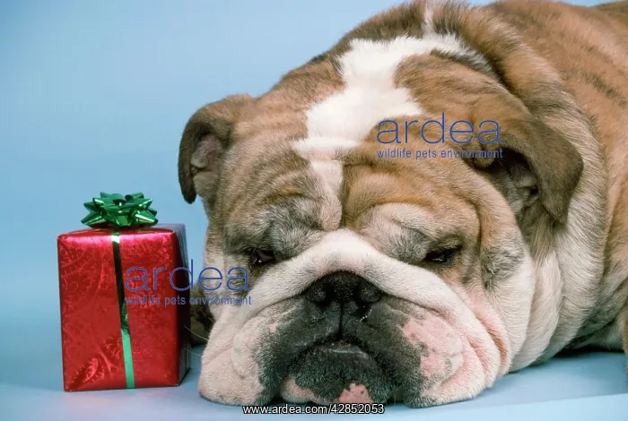  : Bulldog - with present
