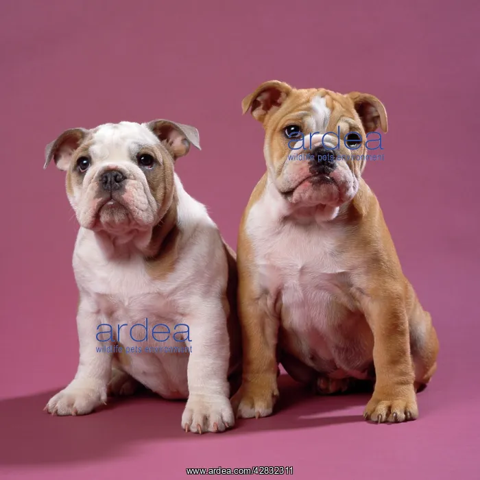 : Bulldog - puppies : Bulldog - puppies