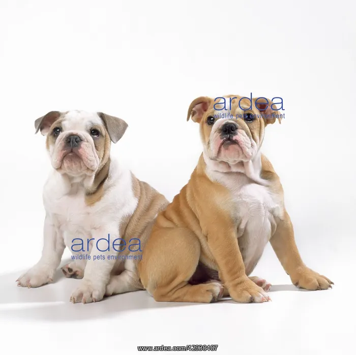  : Bulldog puppies