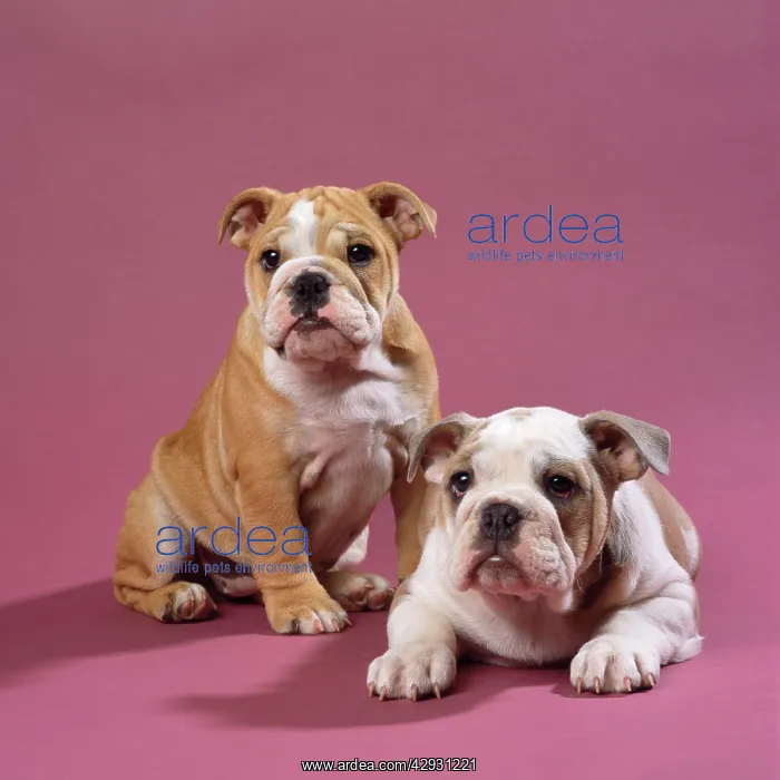  : Bulldog Puppies