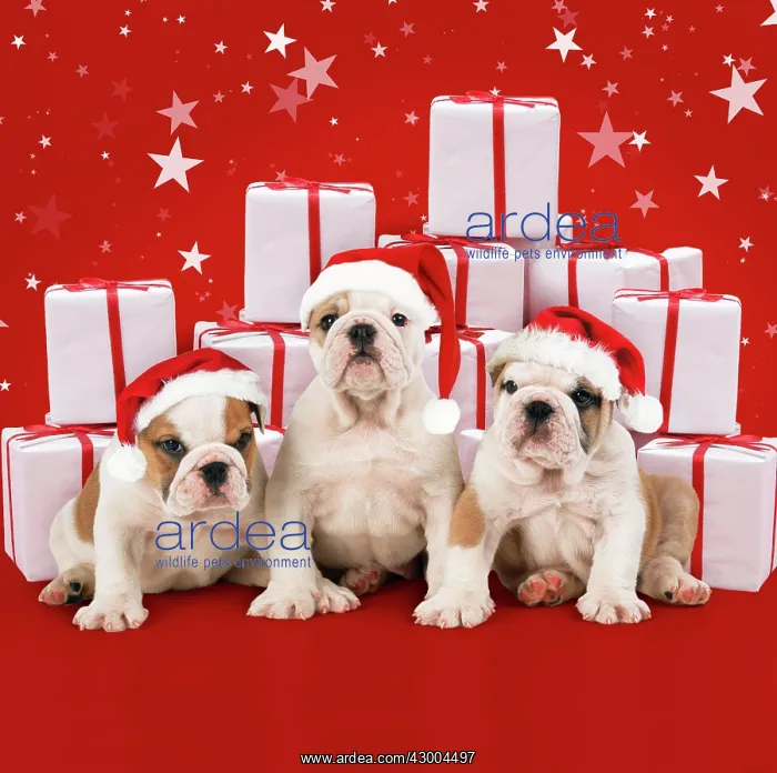 : Bulldog Puppies : Bulldog Puppies