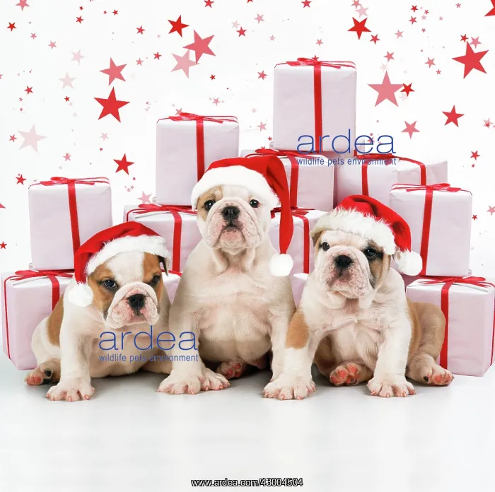 : Bulldog Puppies : Bulldog Puppies