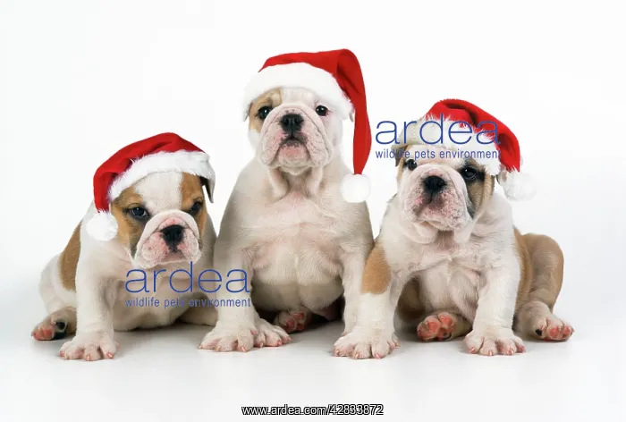  : Bulldog Puppies - wearing Christmas hats