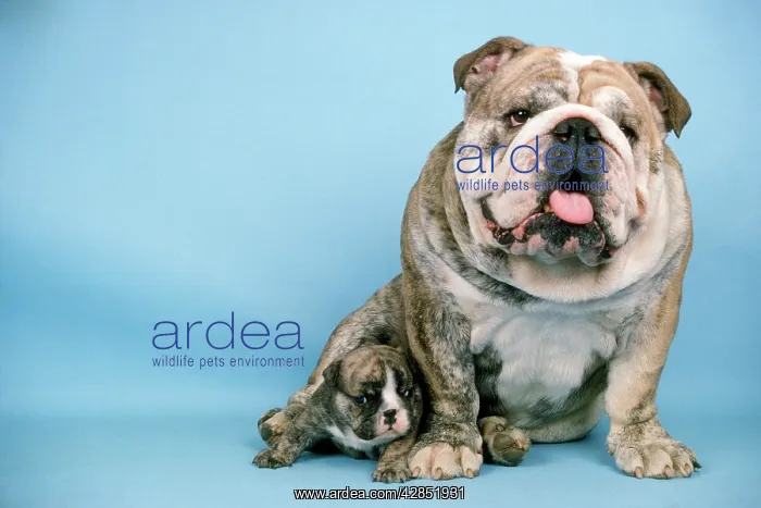 : Bulldog - with puppy : Bulldog - with puppy