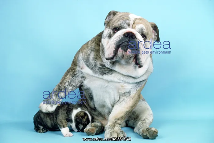  : Bulldog - and puppy