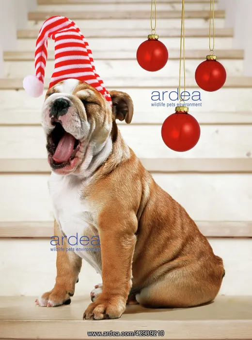 : Bulldog - Puppy : Bulldog - Puppy