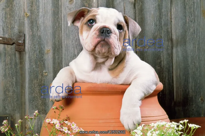  : Bulldog - puppy in flowerpot
