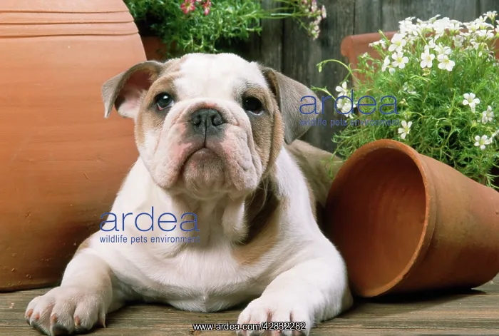 : Bulldog - puppy with flowerpots : Bulldog - puppy with flowerpots