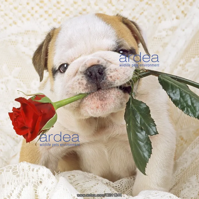 : Bulldog - puppy with rose Digital manipulation : Bulldog - puppy with rose Digital manipulation