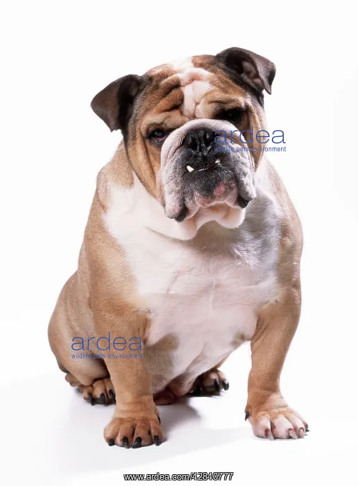  : BULLDOG - sitting