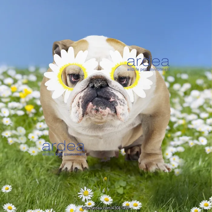  : Bulldog in spring daisies wearing daisy glasses