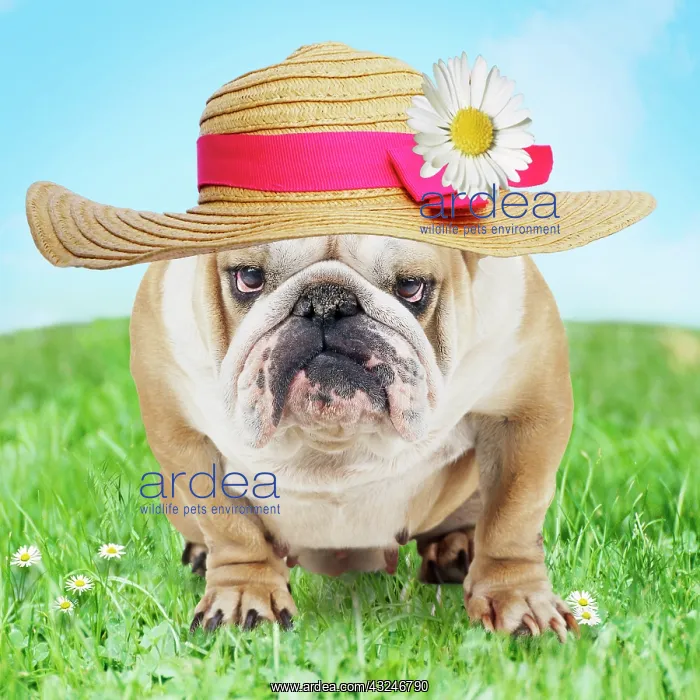 : Bulldog in spring wearing an Easter bonnet : Bulldog in spring wearing an Easter bonnet