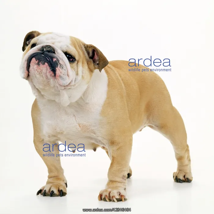  : BULLDOG - STANDING
