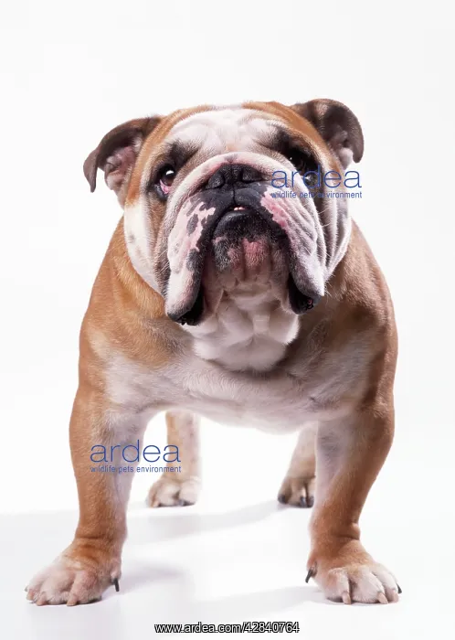  : BULLDOG - standing, facing camera