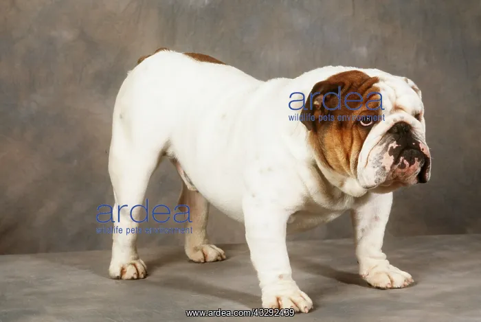 : BULLDOG -STANDS, STUDIO : BULLDOG -STANDS, STUDIO