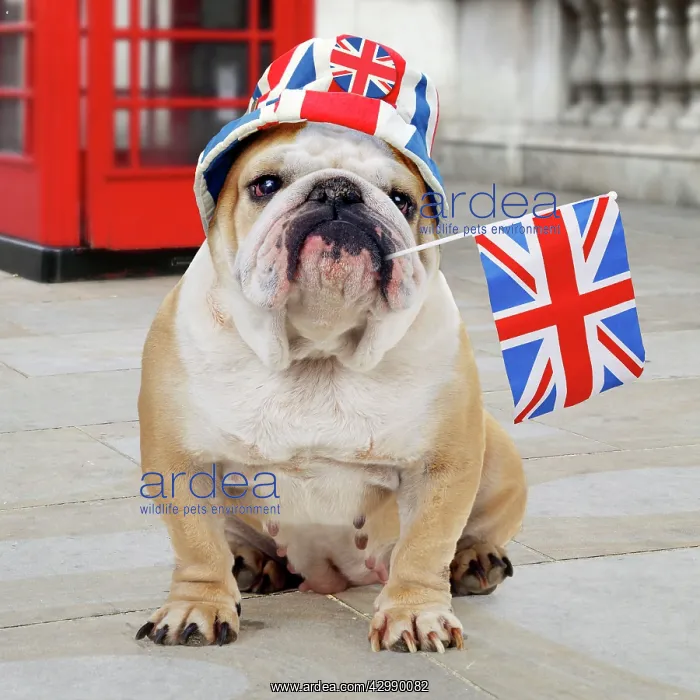 : Bulldog - with Union Jack hat and flag - sitting in front of : Bulldog - with Union Jack hat and flag - sitting in front of