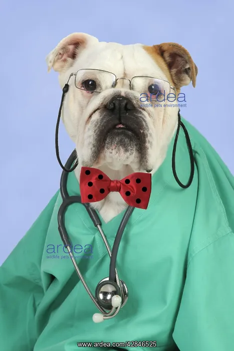 : Bulldog in vets scrubs wearing glasses & stethoscope : Bulldog in vets scrubs wearing glasses & stethoscope