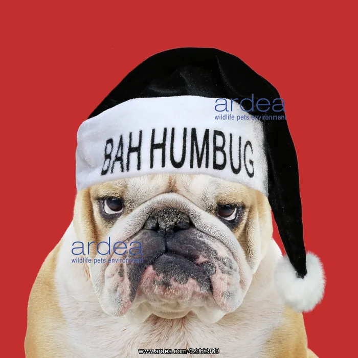 : Bulldog, wearing black Bah Humbug Christmas hat : Bulldog, wearing black Bah Humbug Christmas hat