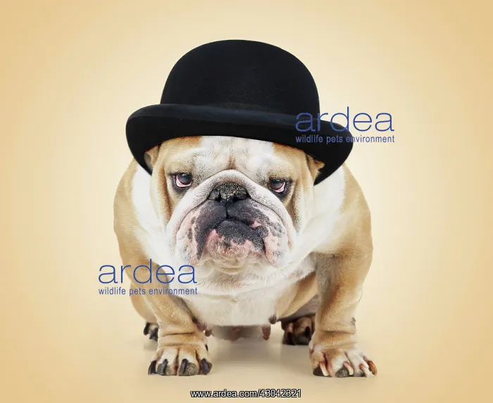  : Bulldog wearing bowler hat