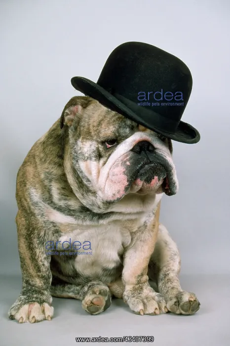  : Bulldog - wearing bowler hat