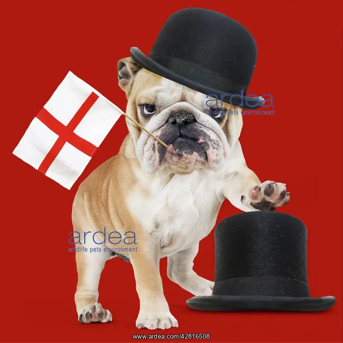 : Bulldog - wearing bowler hat holding England : Bulldog - wearing bowler hat holding England