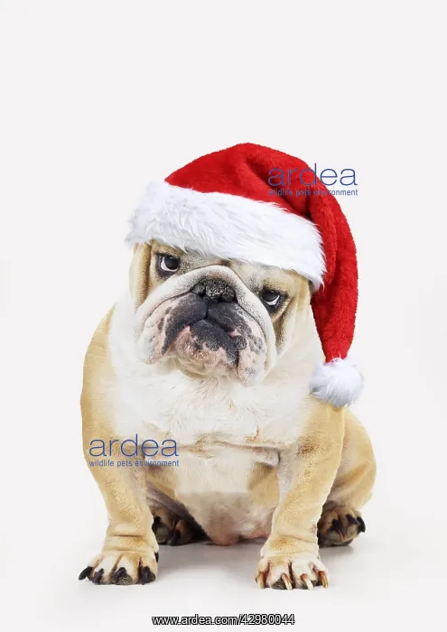 : Bulldog, wearing Christmas hat : Bulldog, wearing Christmas hat
