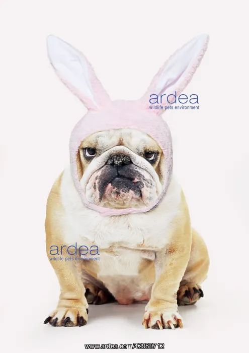 : Bulldog, wearing Easter bunny hat : Bulldog, wearing Easter bunny hat