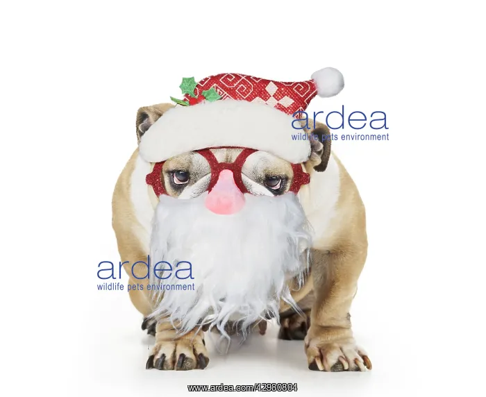 : Bulldog wearing Father Christmas glasses : Bulldog wearing Father Christmas glasses