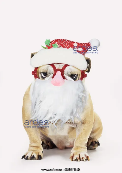 : Bulldog, wearing Father Christmas glasses : Bulldog, wearing Father Christmas glasses