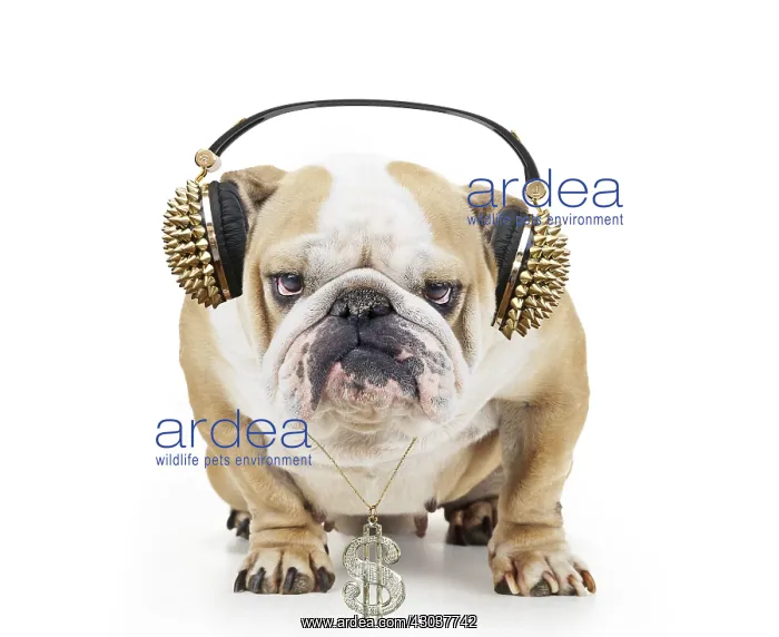 : Bulldog wearing gold headphones and necklace with : Bulldog wearing gold headphones and necklace with
