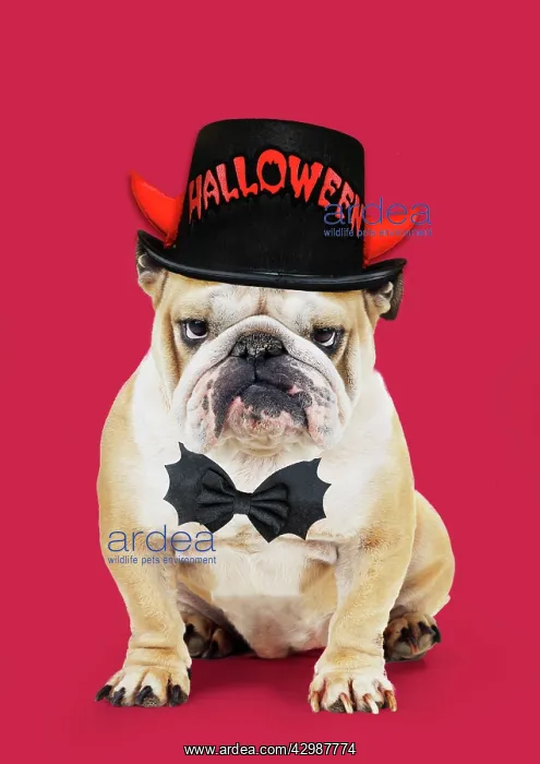 : Bulldog, wearing Halloween hat and bow tie : Bulldog, wearing Halloween hat and bow tie