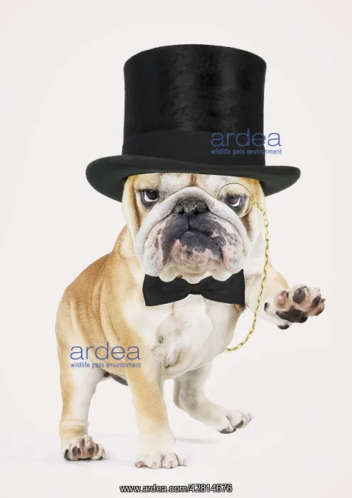  : Bulldog, wearing top hat monocle and bow tie