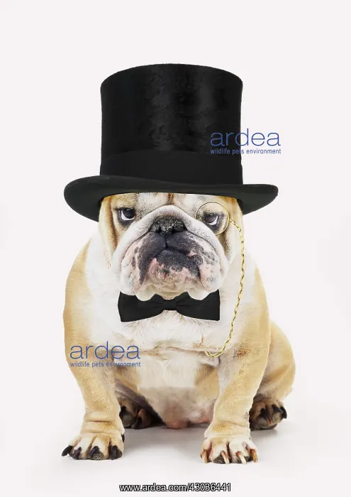  : Bulldog, wearing top hat monocle and bow tie