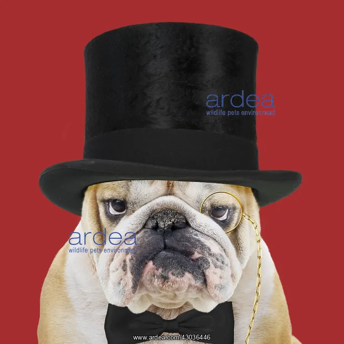  : Bulldog, wearing top hat monocle and bow tie