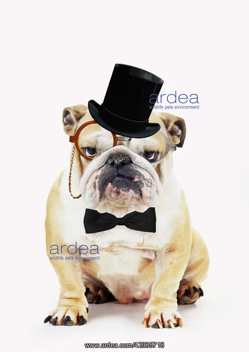 : Bulldog, wearing top hat monocle and bow tie glasses : Bulldog, wearing top hat monocle and bow tie glasses