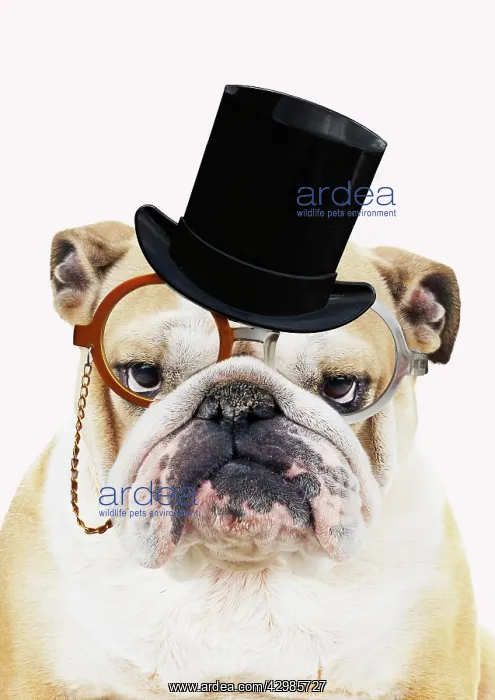 : Bulldog, wearing top hat monocle and bow tie glasses : Bulldog, wearing top hat monocle and bow tie glasses