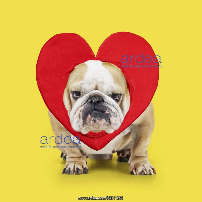  : Bulldog wearing heart Digital manipulation