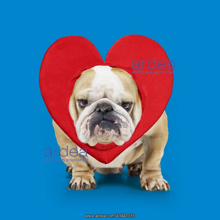  : Bulldog wearing heart Digital manipulation