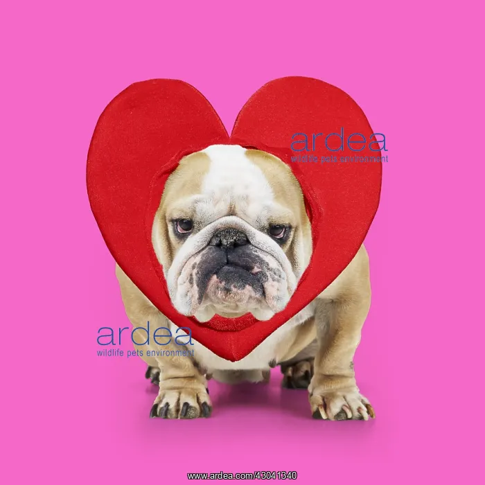  : Bulldog wearing heart Digital manipulation