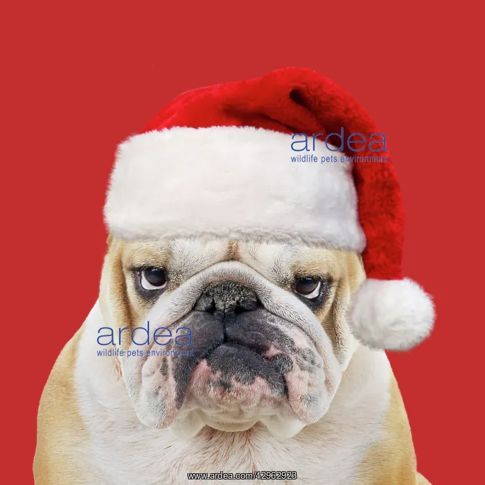: Bulldog, wearing red Christmas Santa hat : Bulldog, wearing red Christmas Santa hat