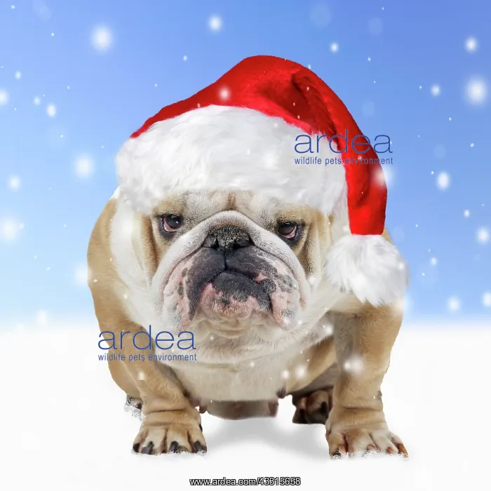 : Bulldog - wearing red Christmas Santa hat in the snow : Bulldog - wearing red Christmas Santa hat in the snow